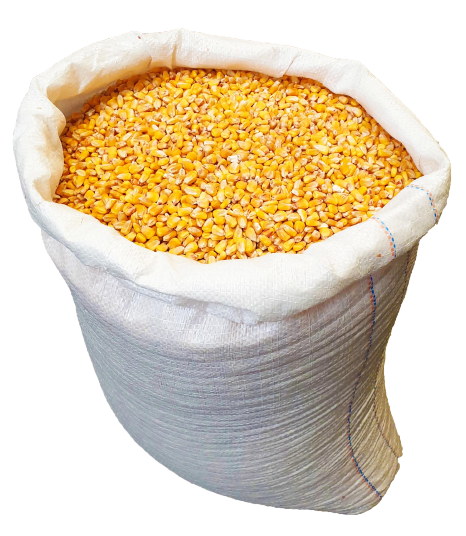 MAIZ PERGAMINO NACIONAL